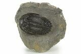 Hollardops Trilobite Fossil - Orange Eye Facets In Left Eye #345172-3